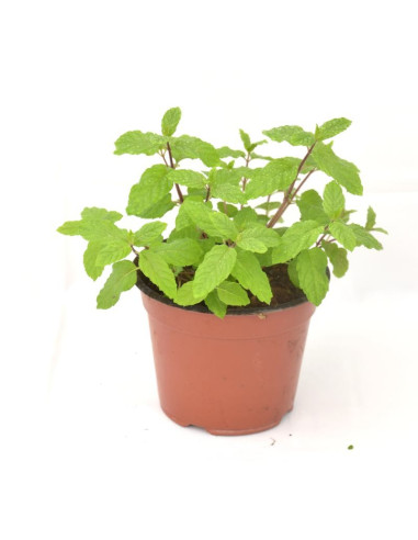 Kit 5 Piante Menta Piperita Vaso 7 cm | Mondo Piante