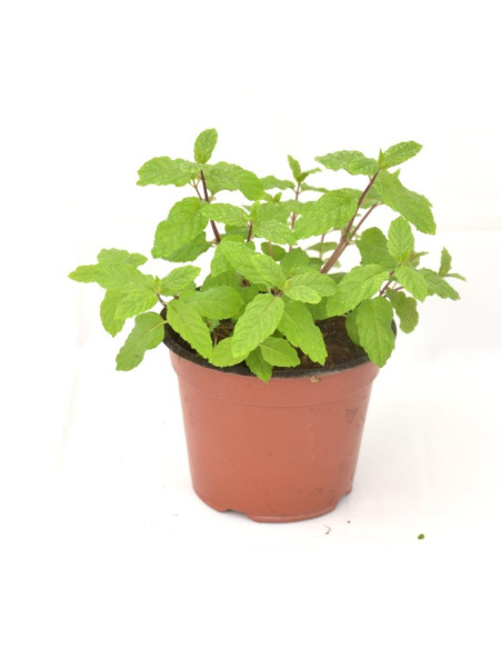Kit 5 Piante Menta Piperita Vaso 7 cm | Mondo Piante