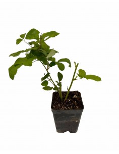 40 Piante di Mora Vaso 7cm