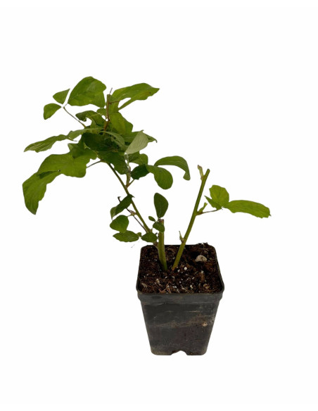 Offerta 40 Piante di Mora Vaso 7 cm: Vendita | Mondo Piante