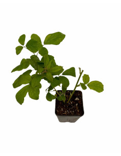 Offerta 40 Piante di Mora Vaso 7 cm: Vendita | Mondo Piante 2