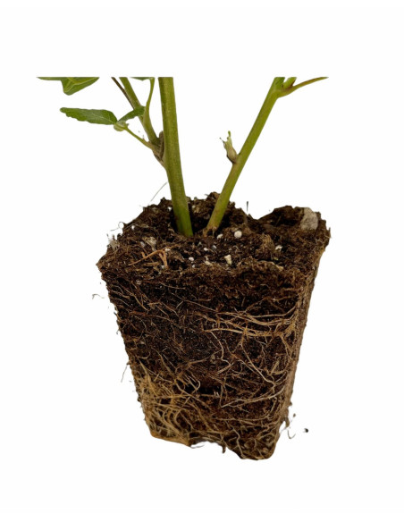 Offerta 40 Piante di Mora Vaso 7 cm: Vendita | Mondo Piante