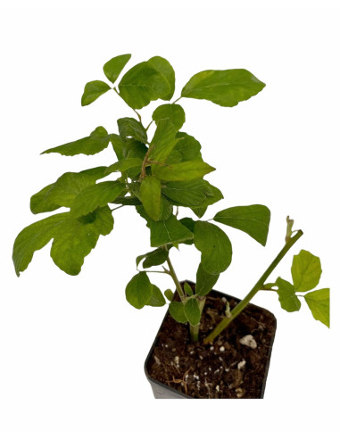 Offerta 40 Piante di Mora Vaso 7 cm: Vendita | Mondo Piante