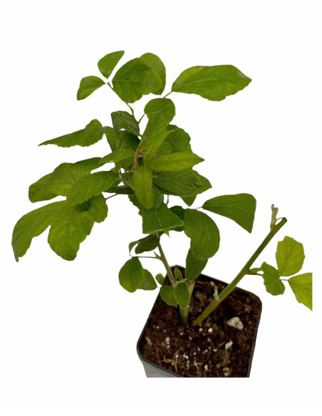 Offerta 40 Piante di Mora Vaso 7 cm: Vendita | Mondo Piante