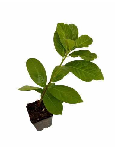 40 Piante di Lauroceraso in Vaso 7cm - Piante Da Siepe|Mondo Piante