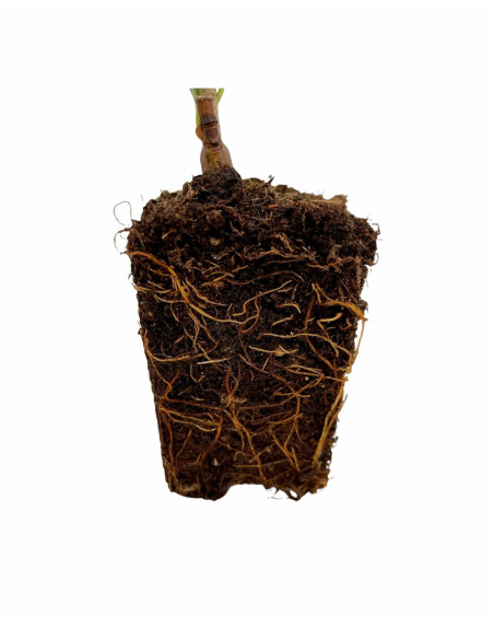 Offerta 40 Lauroceraso Vaso 7 | Piante per Siepe | Mondo Piante