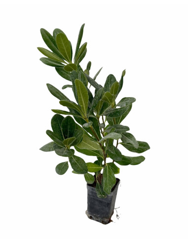 40 Piante di Pitosforo Tobira Vaso 7cm - Piante Da Siepe|Mondo Piante