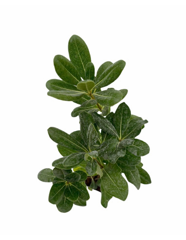 40 Piante di Pitosforo Tobira Vaso 7cm - Piante Da Siepe|Mondo Piante