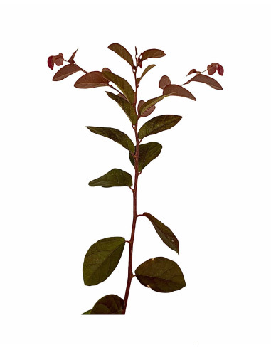 40 Piante di Loropetalum Vaso 7cm-Pianta Da Cespuglio | Mondo Piante