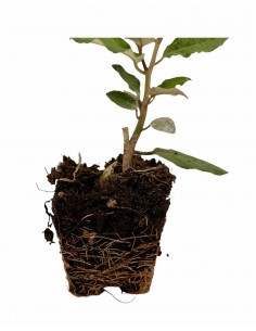 40 Piante di Eleagnus in... 2
