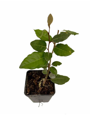 40 Piante di Eleagnus in Vaso 7cm - Piante Da Siepe|Mondo Piante