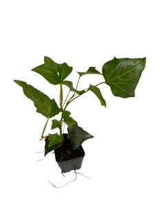 Offerta 40 Piante Edera Ibernica Vaso 7 cm | Mondo Piante
