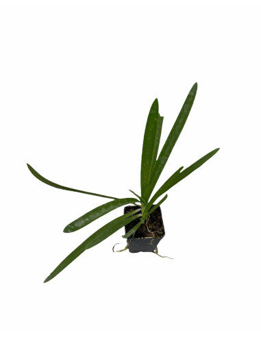 40 Piante di Agapanthus Africano Blu Vaso 7cm-Cespuglio|Mondo Piante
