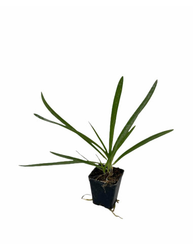40 Piante di Agapanthus Africano Blu Vaso 7cm-Cespuglio|Mondo Piante