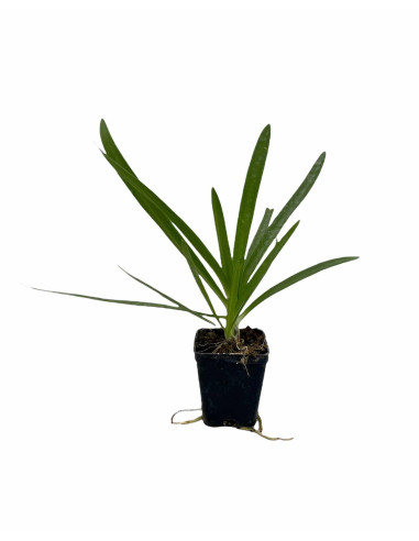 40 Piante di Agapanthus Africano Blu Vaso 7cm-Cespuglio|Mondo Piante