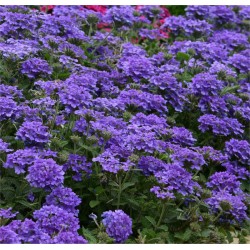 40 Piante di Verbena Vaso... 2