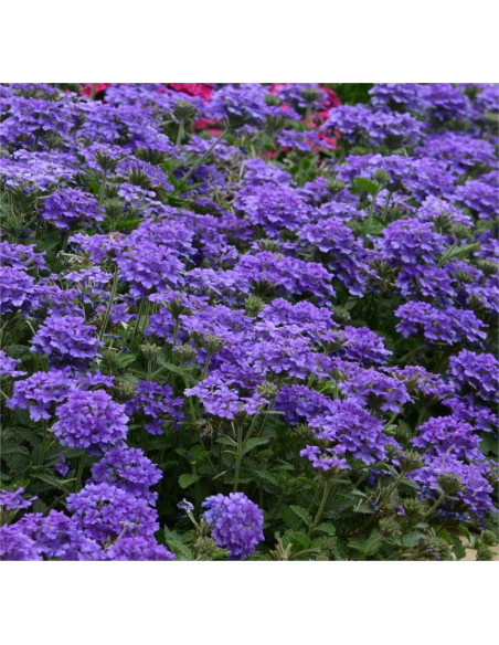 Kit 40 Piante di Verbena Vaso 7cm (Fiori Ricadenti) | Mondo Piante