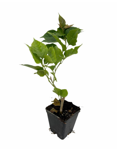 Offerta 40 Piante Bouganvillea Vaso 7 cm: Vendita | Mondo Piante