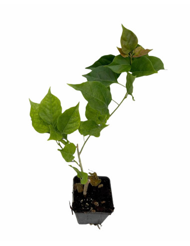 Offerta 40 Piante Bouganvillea Vaso 7 cm: Vendita | Mondo Piante