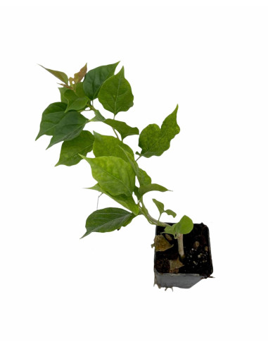 40 Piante Bouganvillea in Vaso 7cm-Pianta Rampicante |Mondo Piante