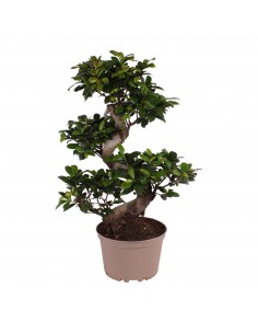 Bonsai Ficus Ginseng S...