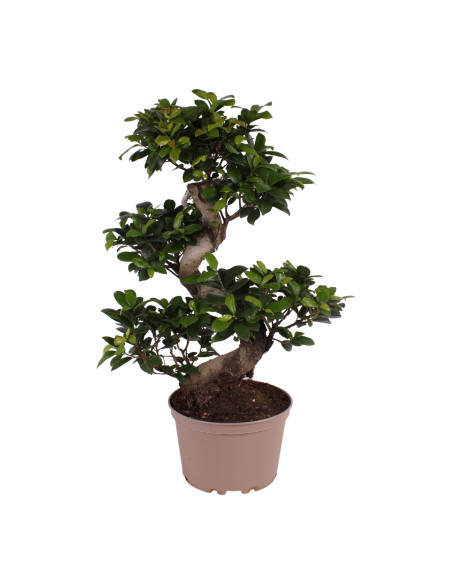 Ficus Ginseng Bonsai – Pianta Da Interno Viva – Vaso 12 Cm, Altezza 20-30 Cm – Alberello Decorativo Per Casa, Ufficio – Regalo Vivente Originale