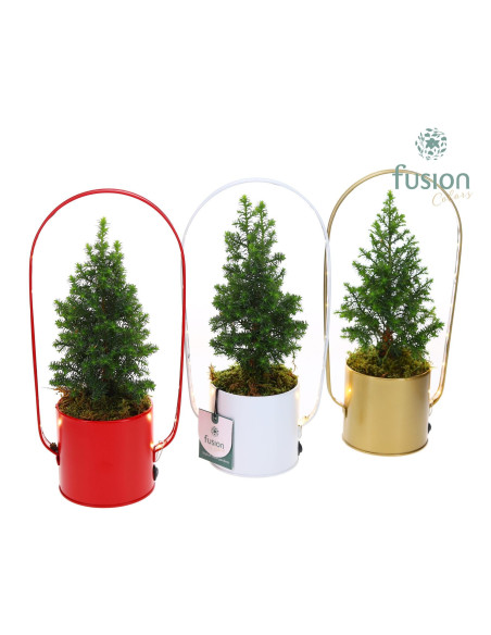 Vendita Online Abete di Natale- Articoli Natalizi|Vivaio Mondo Piante