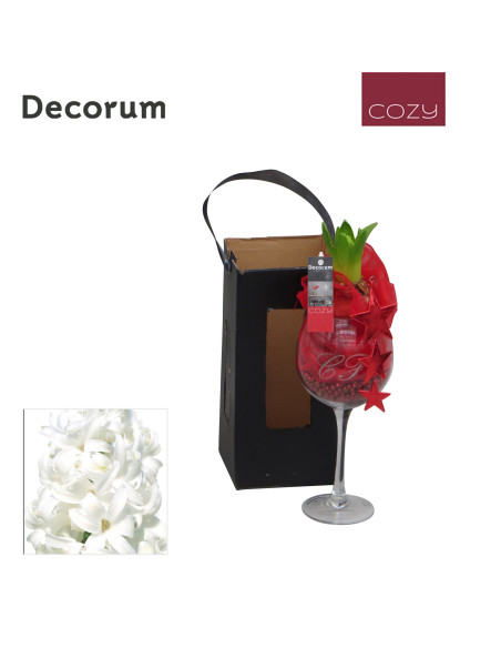 Vendita OnLine Calice con Bulbo di Giacinto-Natale|Vivaio Mondo Piante