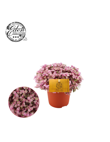 Vendita Pianta Callisia Rosato-Piante Verdi Online| Mondo Piante