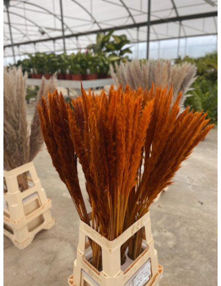 Vendita Pianta Pampas -Piante Verdi|Mondo Piante