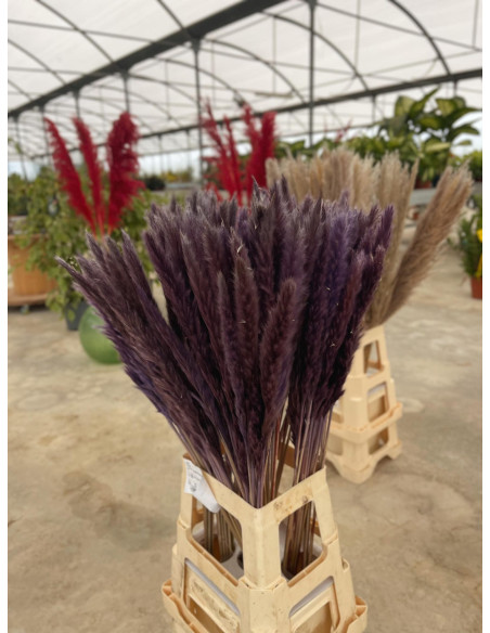 Vendita Pianta Pampas-Piante Verdi|Mondo Piante