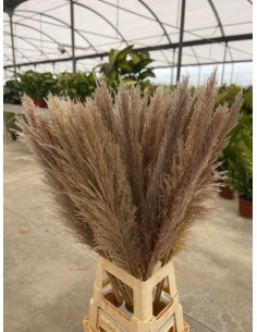 Pampas Fiori secchi Natural...