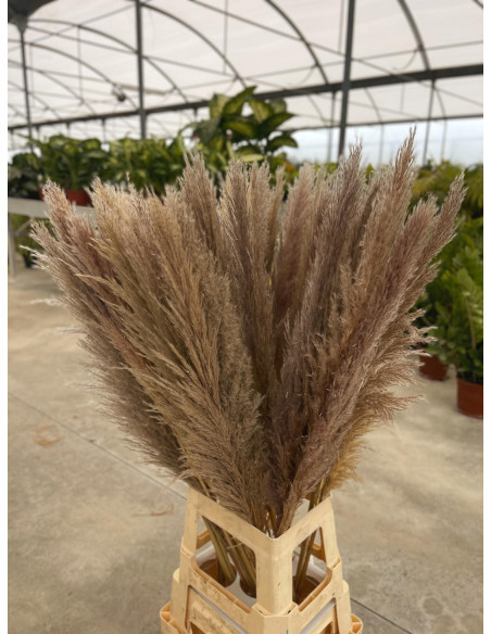 Vendita Pianta Pampas-Piante Verdi|Mondo Piante