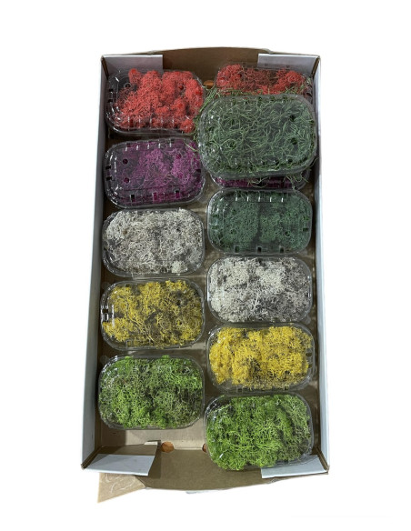 Vendita Online Muschio Tillandsia - Terrarium |Vivaio Mondo Piante