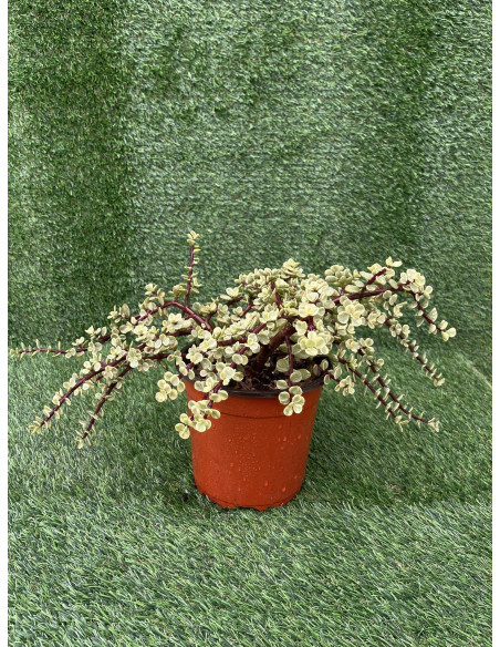 Vendita Portulacaria afra Variegata| Bonsai degli Elefanti|MondoPiante