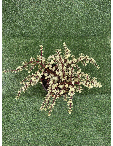 Vendita Portulacaria afra Variegata| Bonsai degli Elefanti|MondoPiante