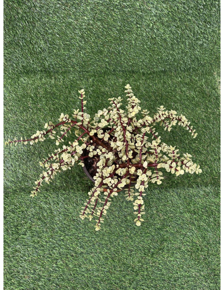 Vendita Portulacaria afra Variegata| Bonsai degli Elefanti|MondoPiante