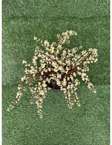 Vendita Portulacaria afra Variegata| Bonsai degli Elefanti|MondoPiante