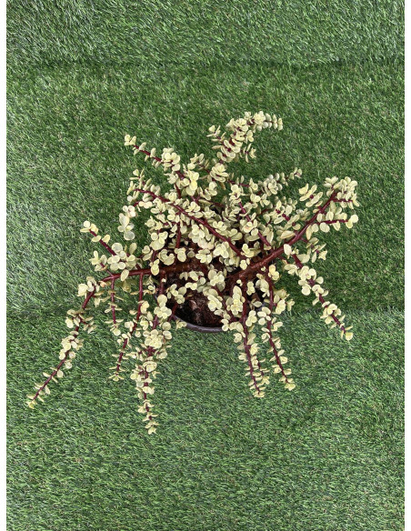 Vendita Portulacaria afra Variegata| Bonsai degli Elefanti|MondoPiante