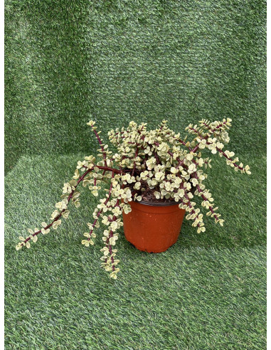 Vendita Portulacaria afra Variegata| Bonsai degli Elefanti|MondoPiante