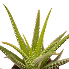 Vendita Pianta Grassa Haworthia Attenuata | MondoPiante 2