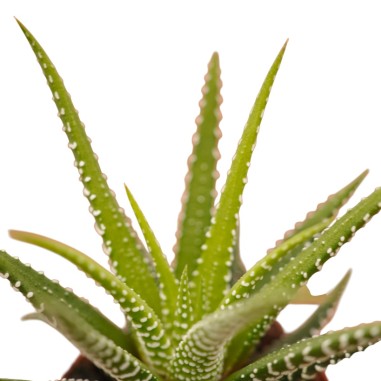 Haworthia Fasciata Plant for Sale-Succulent Plants|Mondo Piante