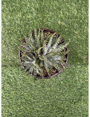 Vendita Pianta Grassa Haworthia Fasciata OnLine|Mondo Piante