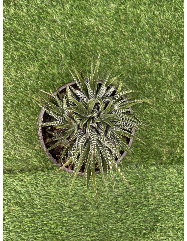 Vendita Pianta Grassa Haworthia Fasciata OnLine|Mondo Piante