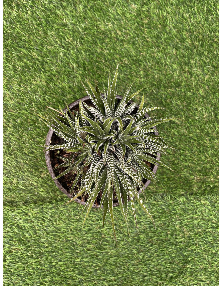 Vendita Pianta Grassa Haworthia Attenuata | MondoPiante