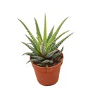 Pianta Grassa Haworthia Attenuata (Pianta Zebra)