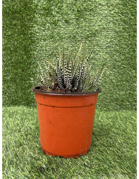 Vendita Pianta Grassa Haworthia Fasciata OnLine|Mondo Piante