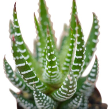 Haworthia Fasciata Plant for Sale-Succulent Plants|Mondo Piante