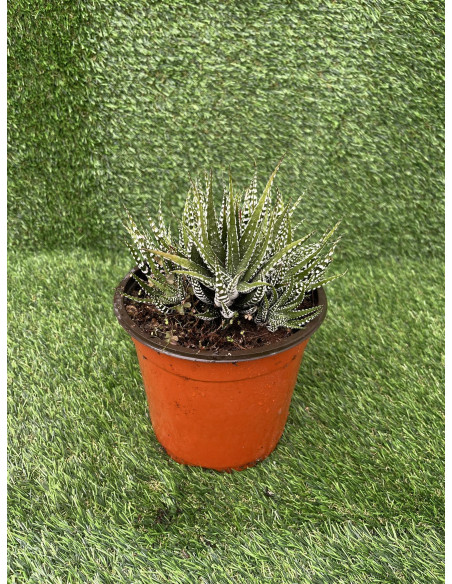 Vendita Pianta Grassa Haworthia Fasciata OnLine|Mondo Piante