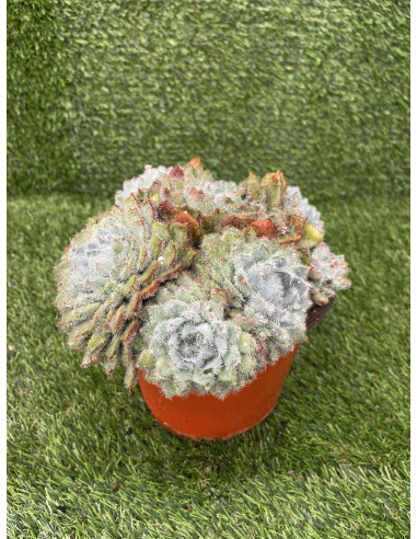 Vendita Pianta Grassa Echeveria Setosa-Piante Grasse | Mondo Piante